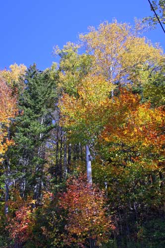 Fallfoliage2w
