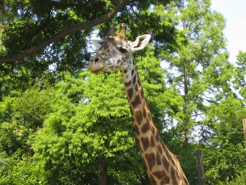 Giraffeweb