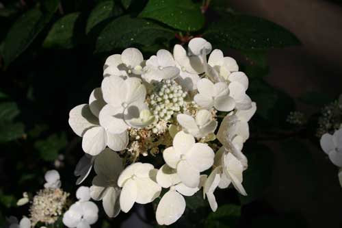 Hydrangea2web