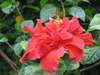 Hibiscus1_1