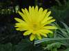 Gerberdaisy1