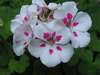 Geranium1