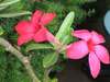 Desertrose1