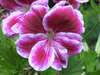 Marthawashingtongeranium1