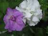Petunias1