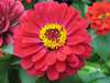 Zinnia1