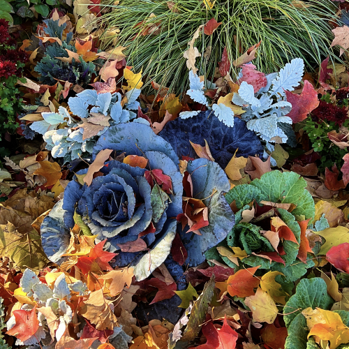 11.08ColorsInSeason
