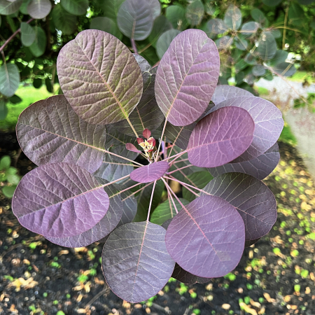 LeafVein