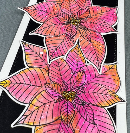 PoinsettiaSLClose