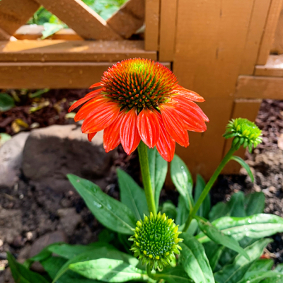Coneflower