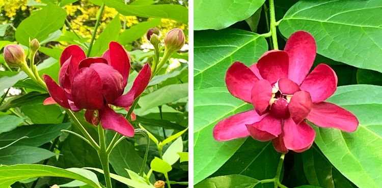 AphroditeDiptych