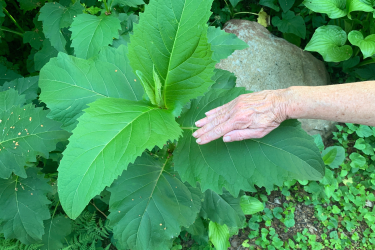 #8Leaf