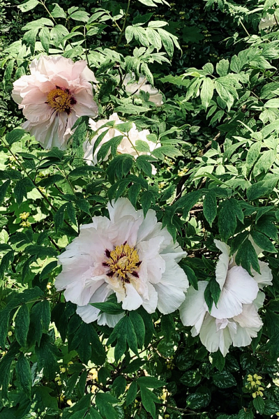 PeonyTree