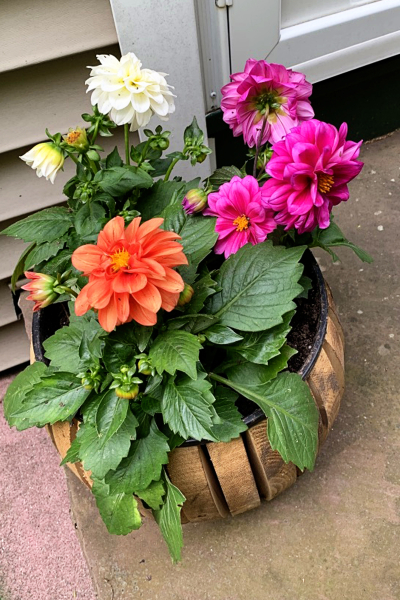 Dahlias