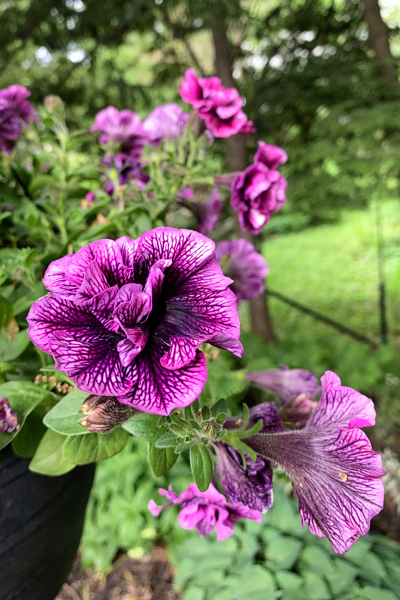 Petunias