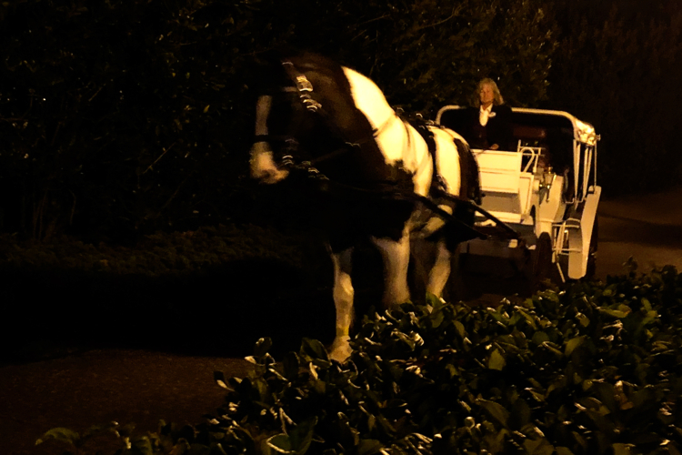 Horse