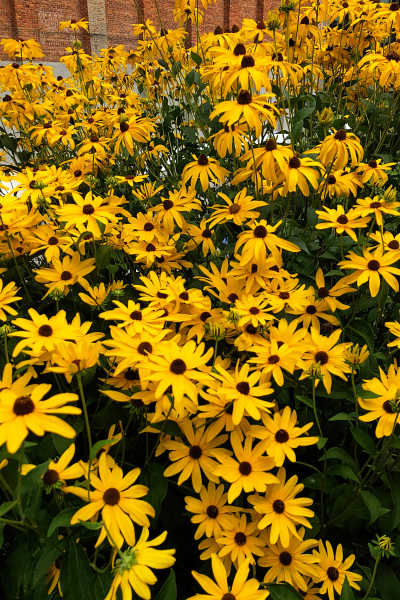 MellowYellow