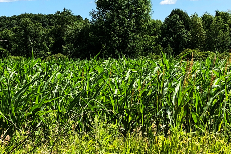 FieldofPlenty