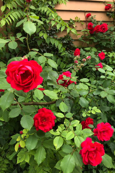 Rosiness