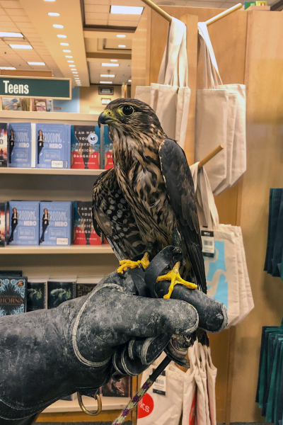 Falcon